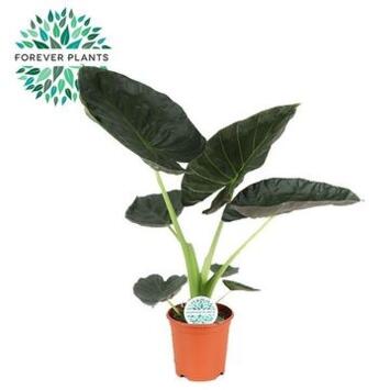 image ALOCASIA REGAL SHIELDS