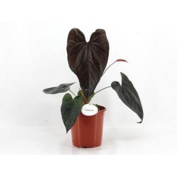 image ANTHURIUM  MAGNIFICUM QUEEN OF HEART