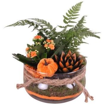 image COMPO 3 PLANTES VERRE HALLOWEEN