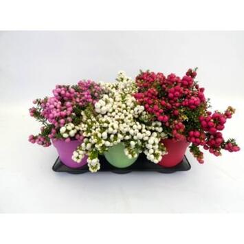 image GAULTHERIA MUCRONATA VARIE