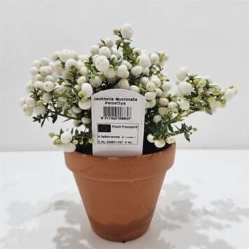 image GAULTHERIA PERNETTYA BLANC P TERRE