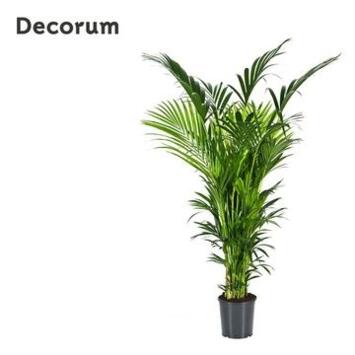 image KENTIA FORSTERIANA