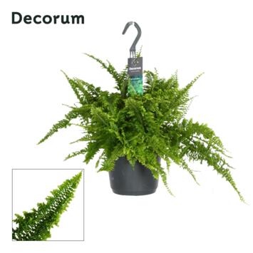 image NEPHROLEPIS FLUFFY RUFFLES SUSP