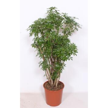 image SCHEFFLERA LUSEANA