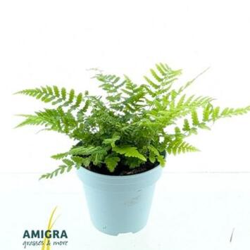 image DRYOPTERIS AFFINIS