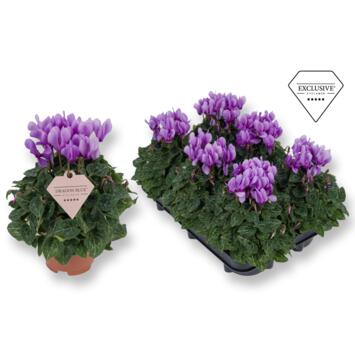 image CYCLAMEN BLEU DRAGON