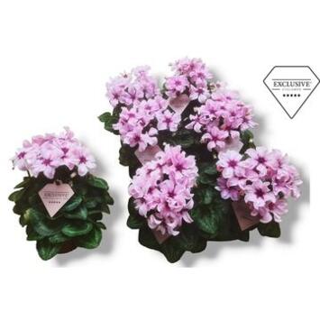 image CYCLAMEN MINI
