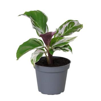image CALATHEA WHITHE MIRACLE