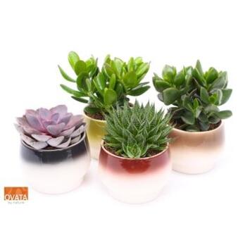 image SUCCULENTE CERAM AMALFI