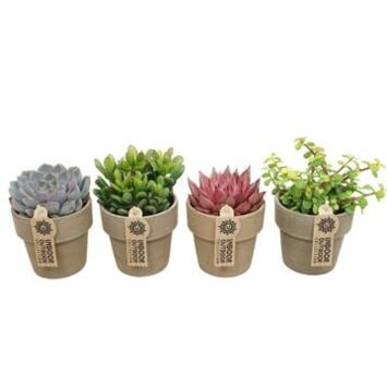 image SUCCULENTE VARIEE P TERRE
