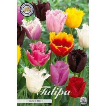 image TULIPE BULBE X10 FRANGE VARIE