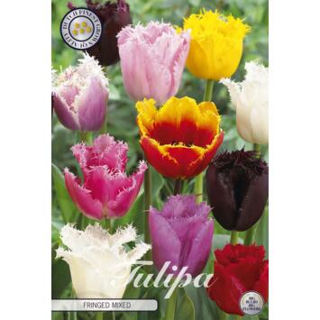 image TULIPE BULBE X10 FRANGE VARIE