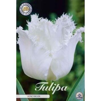 image TULIPE BULBE X7 HONEYMOON
