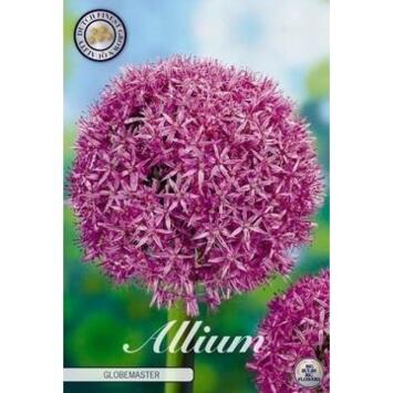 image ALLIUM BULBE GLOBEMASTER X1