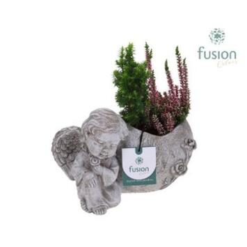 image COMPO 2 PLANTES BETON ANGE