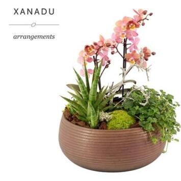 image COMPO PHALAENOPSIS CERAM