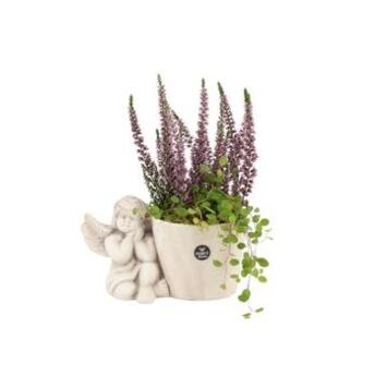 image ERICA CALLUNA CERAM ANGE