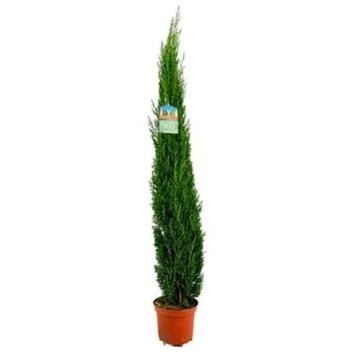 image CUPRESSUS SEMPERVIRENS