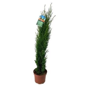 image CUPRESSUS SEMPERVIRENS