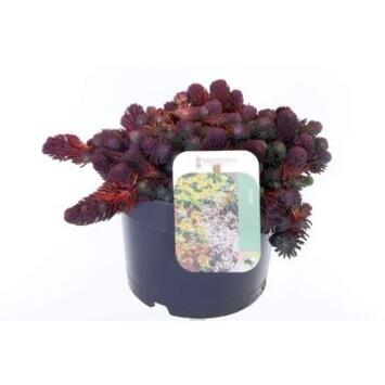 image SEDUM ORACLE
