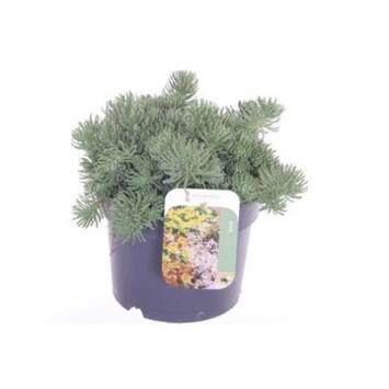 image SEDUM ORACLE