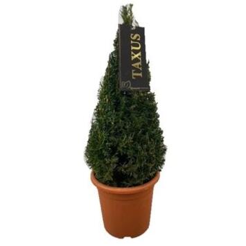 image TAXUS BACCATA PYRAM