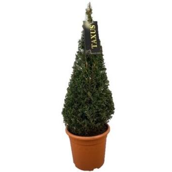 image TAXUS BACCATA PYRAM