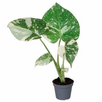 image PHILODENDRON MONSTERA THAI CONSTELLATION