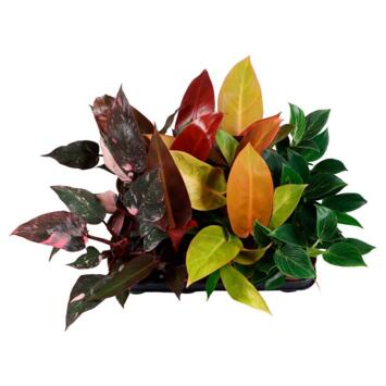 image PHILODENDRON VARIE