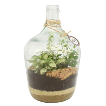 image TERRARIUM PETITE DAME JEANNE 20