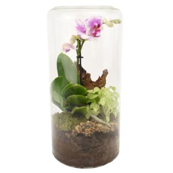 image VERRERIE PHALAENOPSIS 20