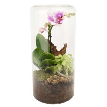 image VERRERIE GLOIRE 20