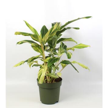 image ALPINIA ZERUMBET