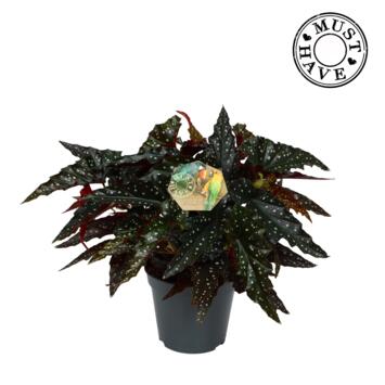image BEGONIA MACULATA SPOT DARK