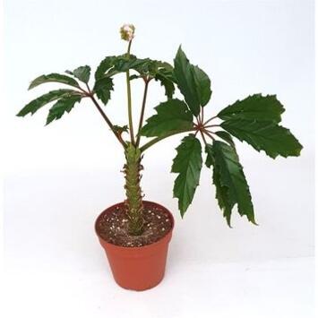 image BEGONIA HIGHLANDER