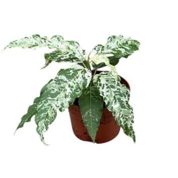 image FICUS SNOWSTORM