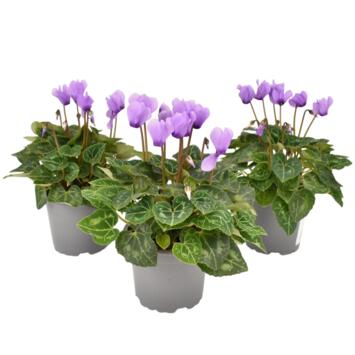 image CYCLAMEN MINI BLUE DRAGON