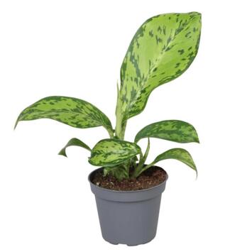 image DIEFFENBACHIA MACULATA