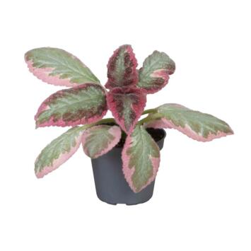 image EPISCIA REPTANS