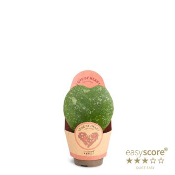 image HOYA COEUR PANACHE