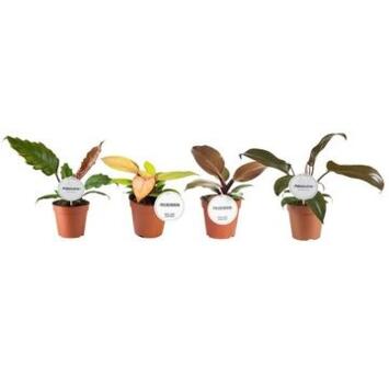 image PHILODENDRON VARIE