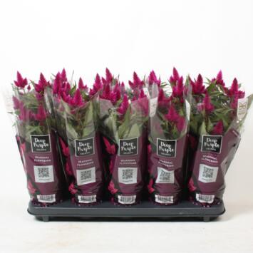 image CELOSIE DEEP PURPLE
