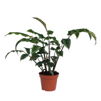 image ALPINIA RUGOSA CRISPY