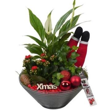image COMPO 3 PLANTES VERRE NOEL