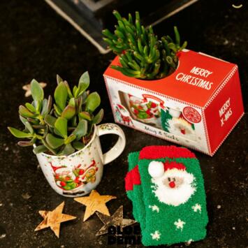 image SUCCULENTE CERAM MUG+ SOCKS
