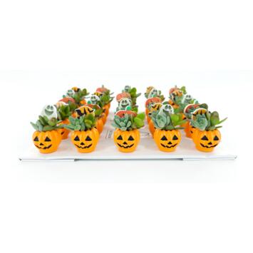 image SUCCULENTE CERAM HALLOWEEN