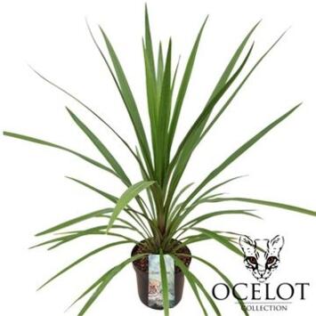 image CORDYLINE INDIVISA PEKO