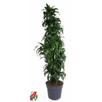 image DRACAENA DORADO