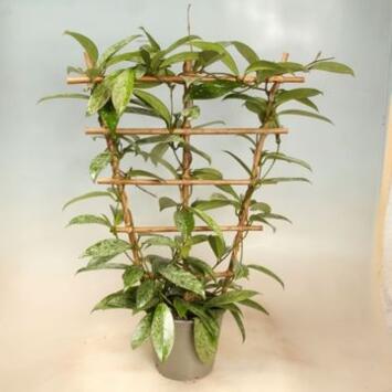 image HOYA CARNOSA PALISSE