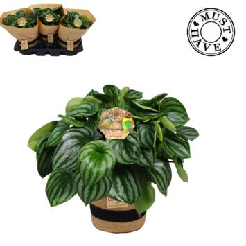 image PEPEROMIA ARGYREIA VANNERIE